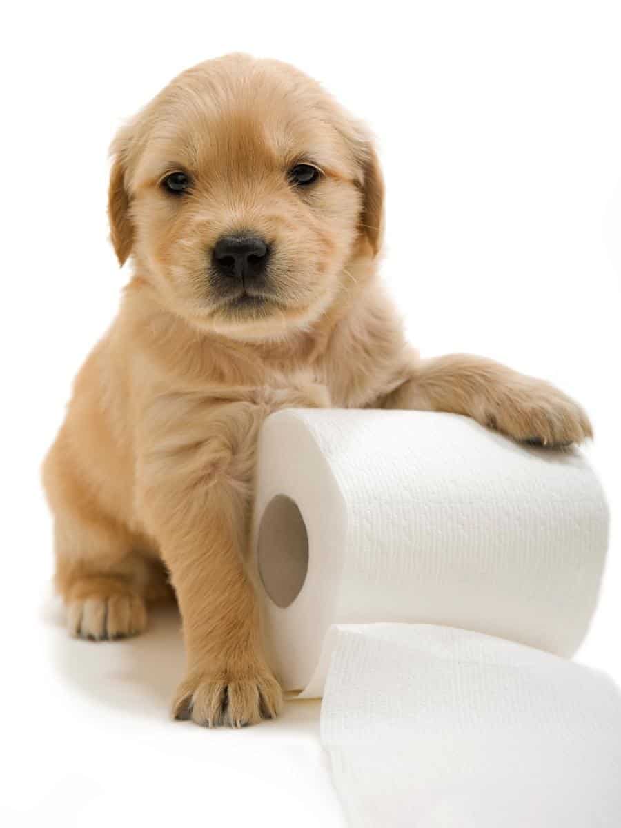 What Age Should You Train Your Golden Retriever?. A Golden Retriever Puppy 