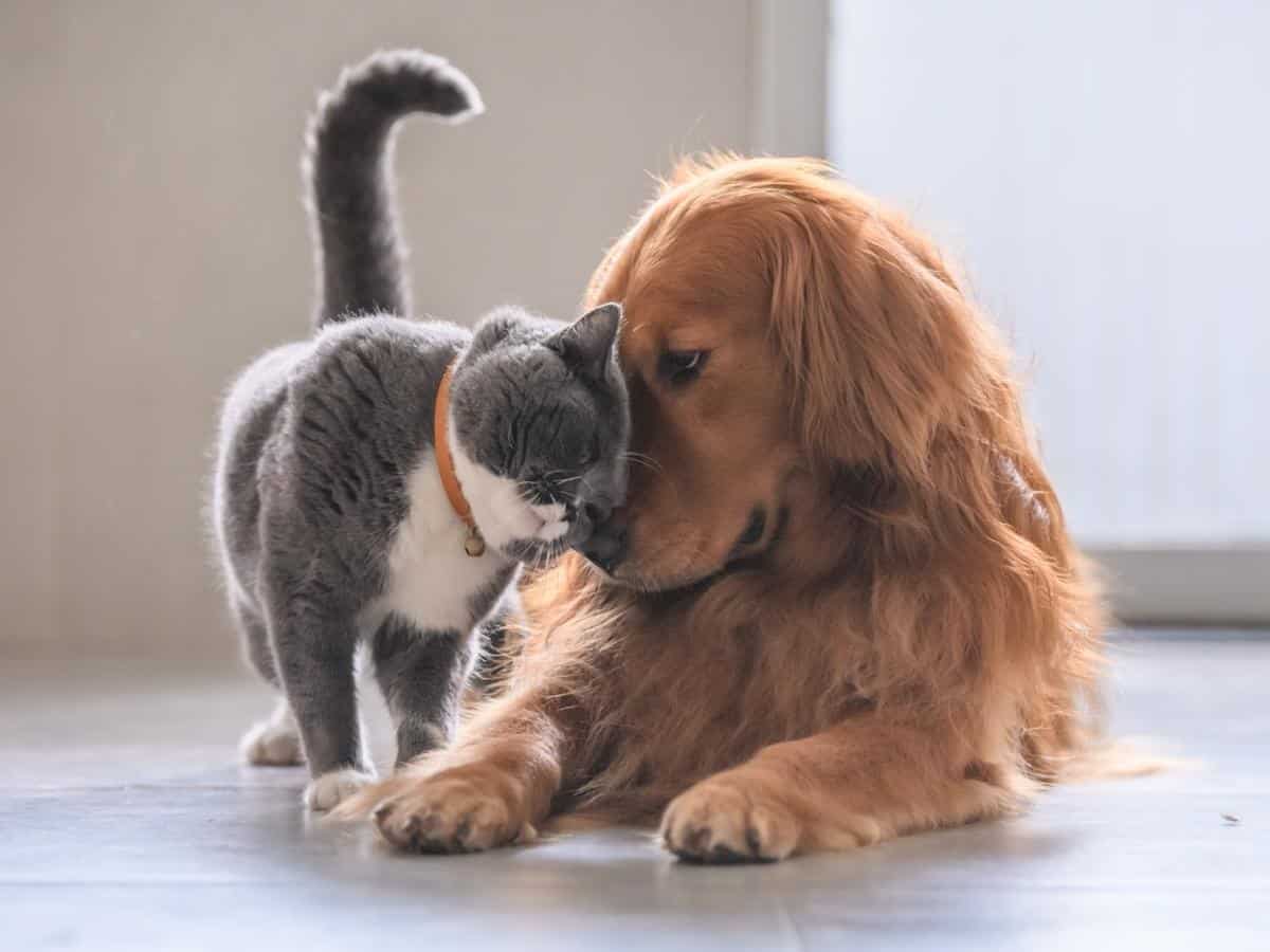 Golden Retriever With a Cat. Are Golden Retrievers Good With Cats?