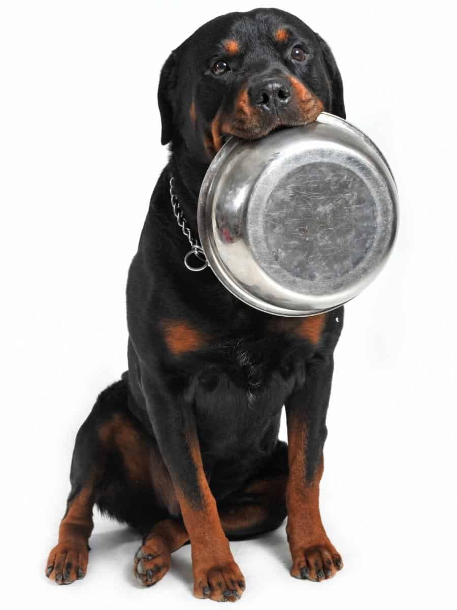 Hungry Rottweiler With Empty Bowl