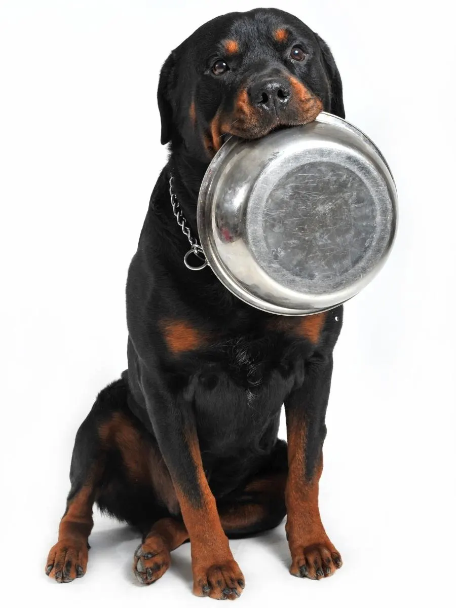 Hungry Rottweiler With Empty Bowl. Mixing Dog Food Brands.