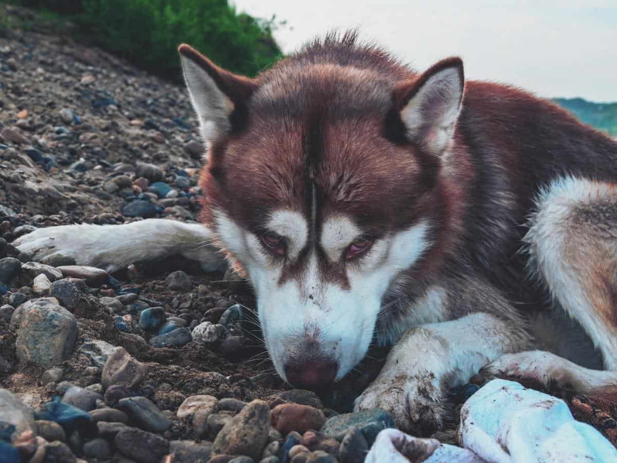 A Siberian Husky on heat and resting.