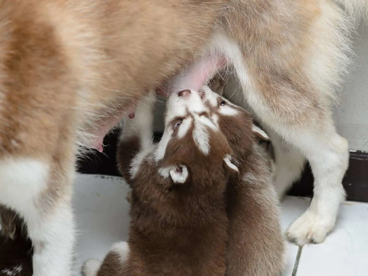 Husky Puppies Nursing