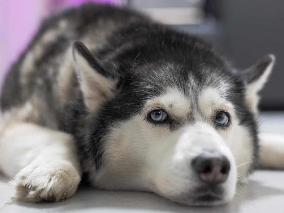 Husky Resting and staring above. 