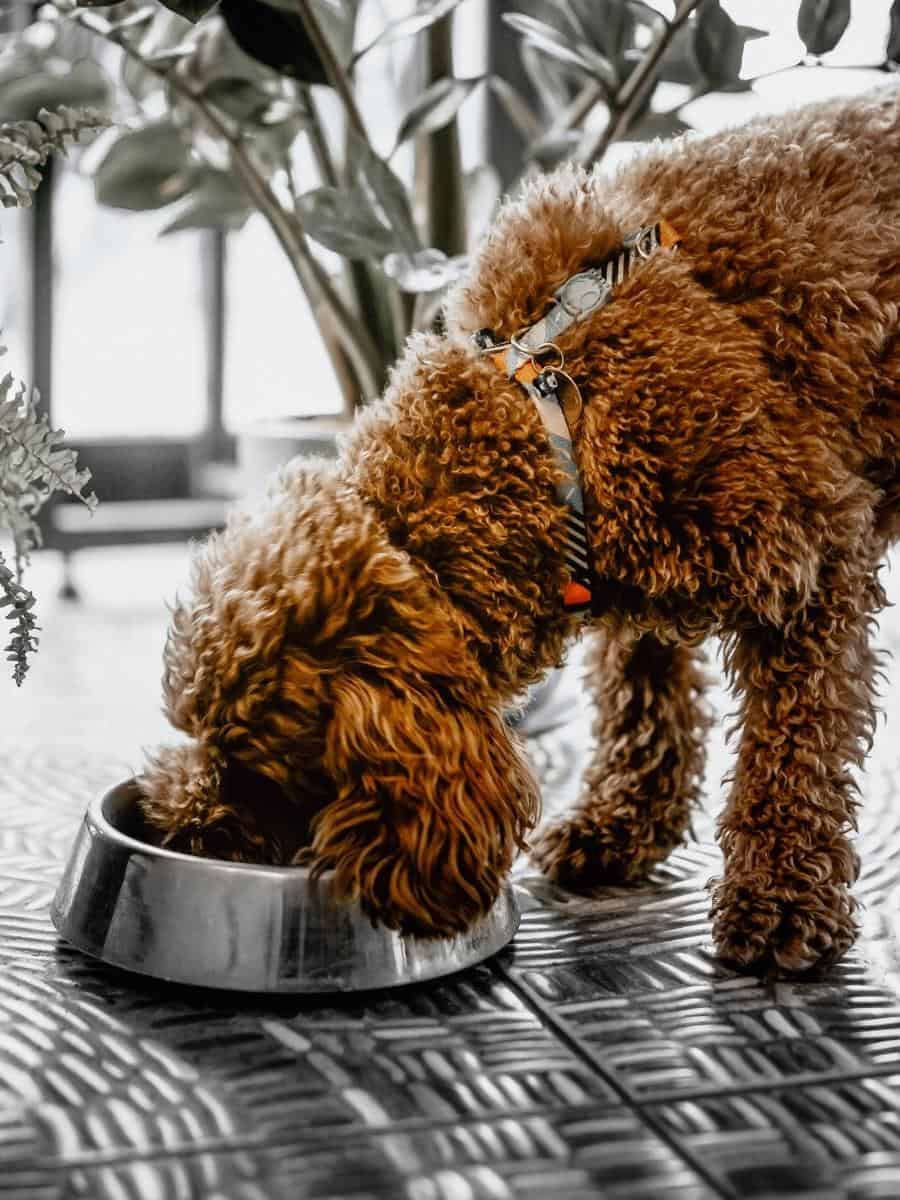 Labradoodle Diet. A Labradoodle Eating From A Bowl.