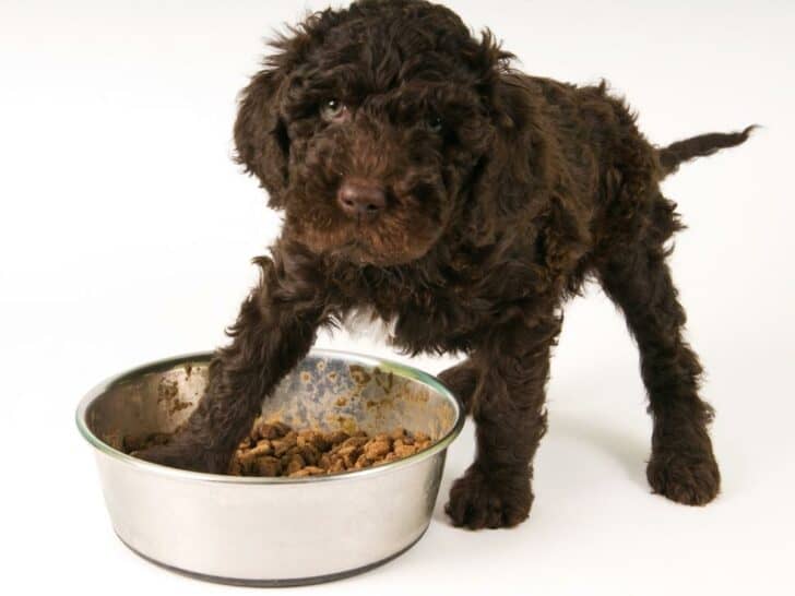 Labradoodle Not Eating