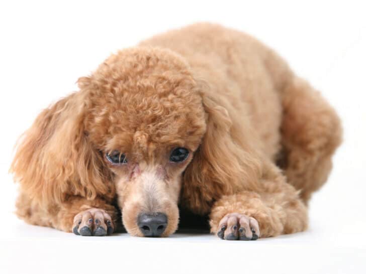 Poodle First Heat and Cycle: What to Expect and When