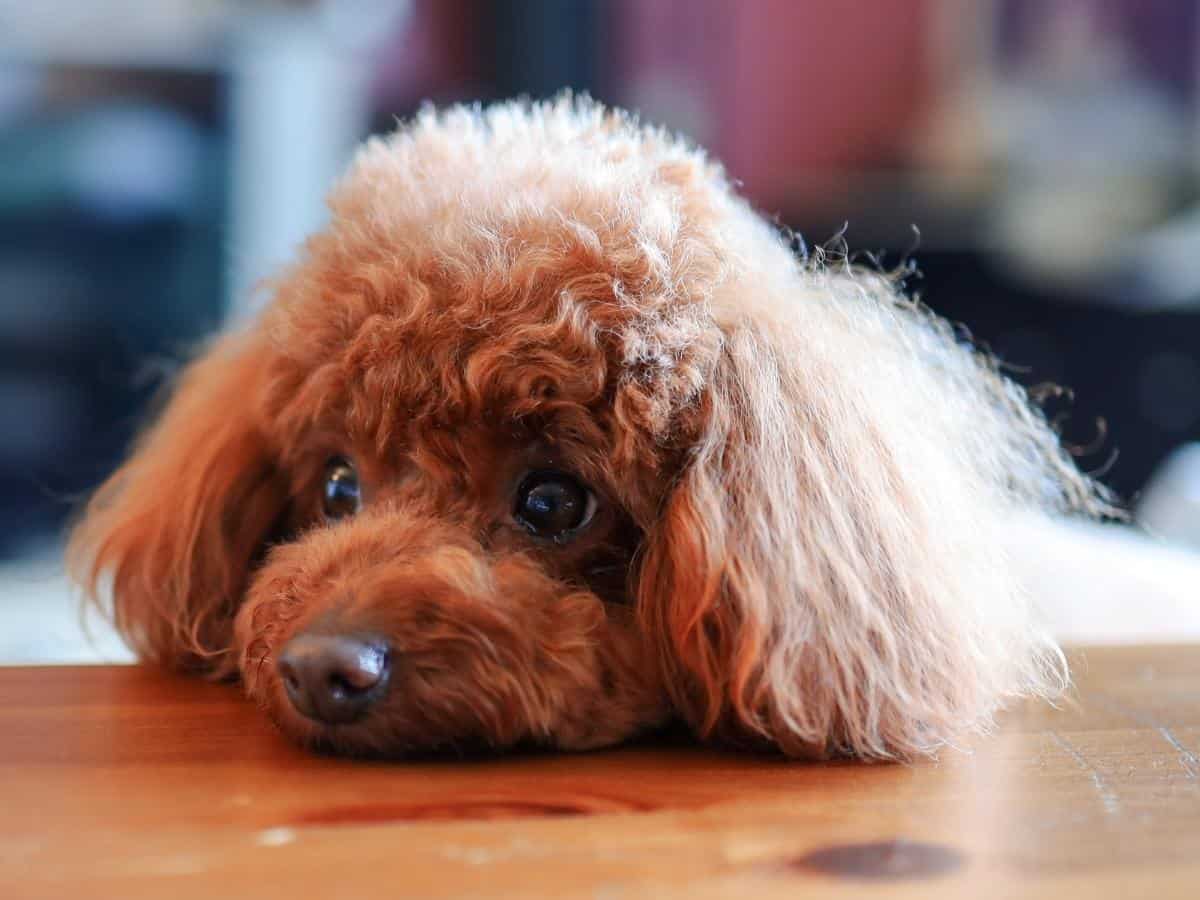 Toy Poodle. How Often Do Poodles Go Into Heat?
