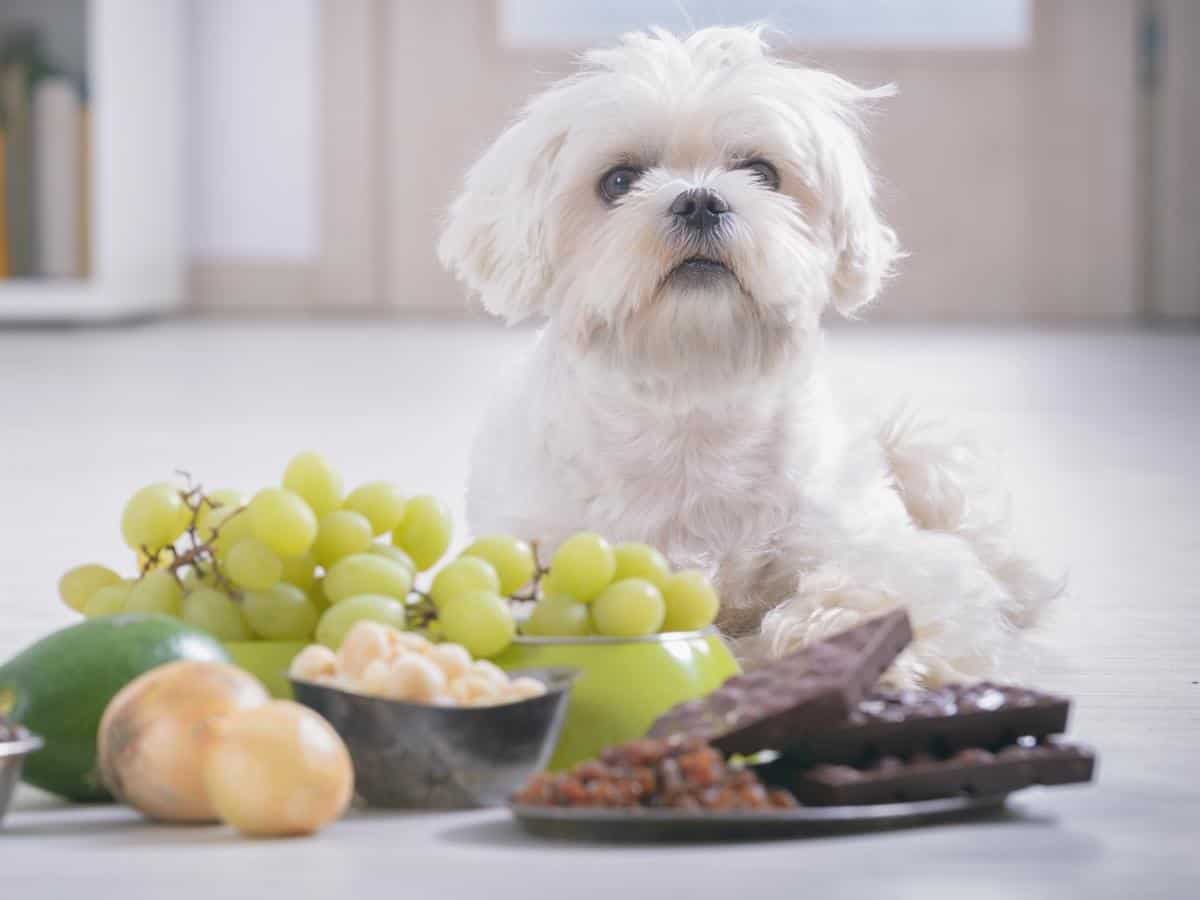 What Can Dogs Not Eat? A dog with toxic foods he can't eat (grapes, raisins, chocolate, onion, avocado)