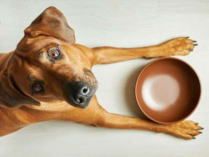Run Out Of Dog Food? 31 Safe Foods To Feed Your Dog (& Recipes)
