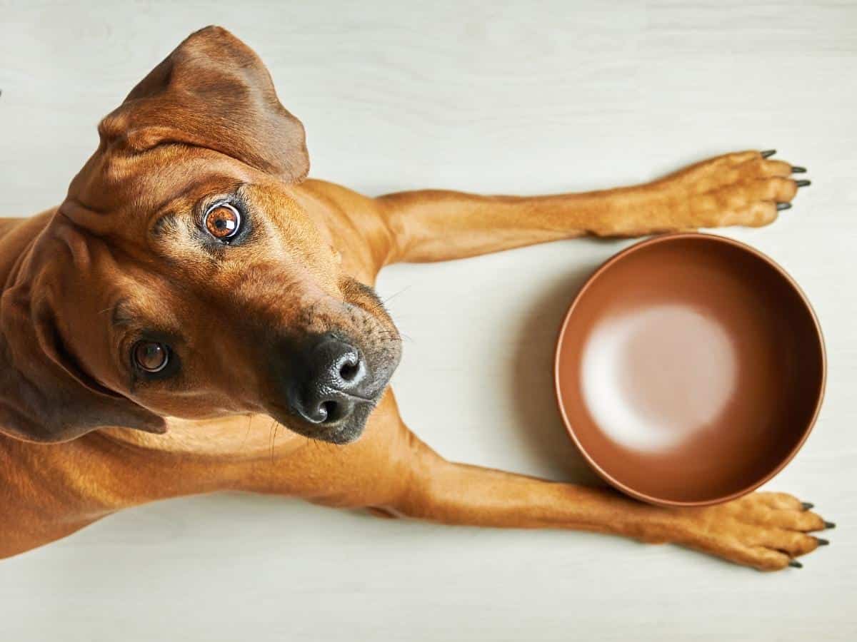 What Can I Feed My Dog If I Ran Out Of Dog Food? A hungry dog with an empty bowl.