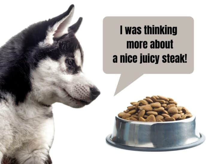 Why Won't My Husky Eat? (How To Get Your Husky Eating Again)!