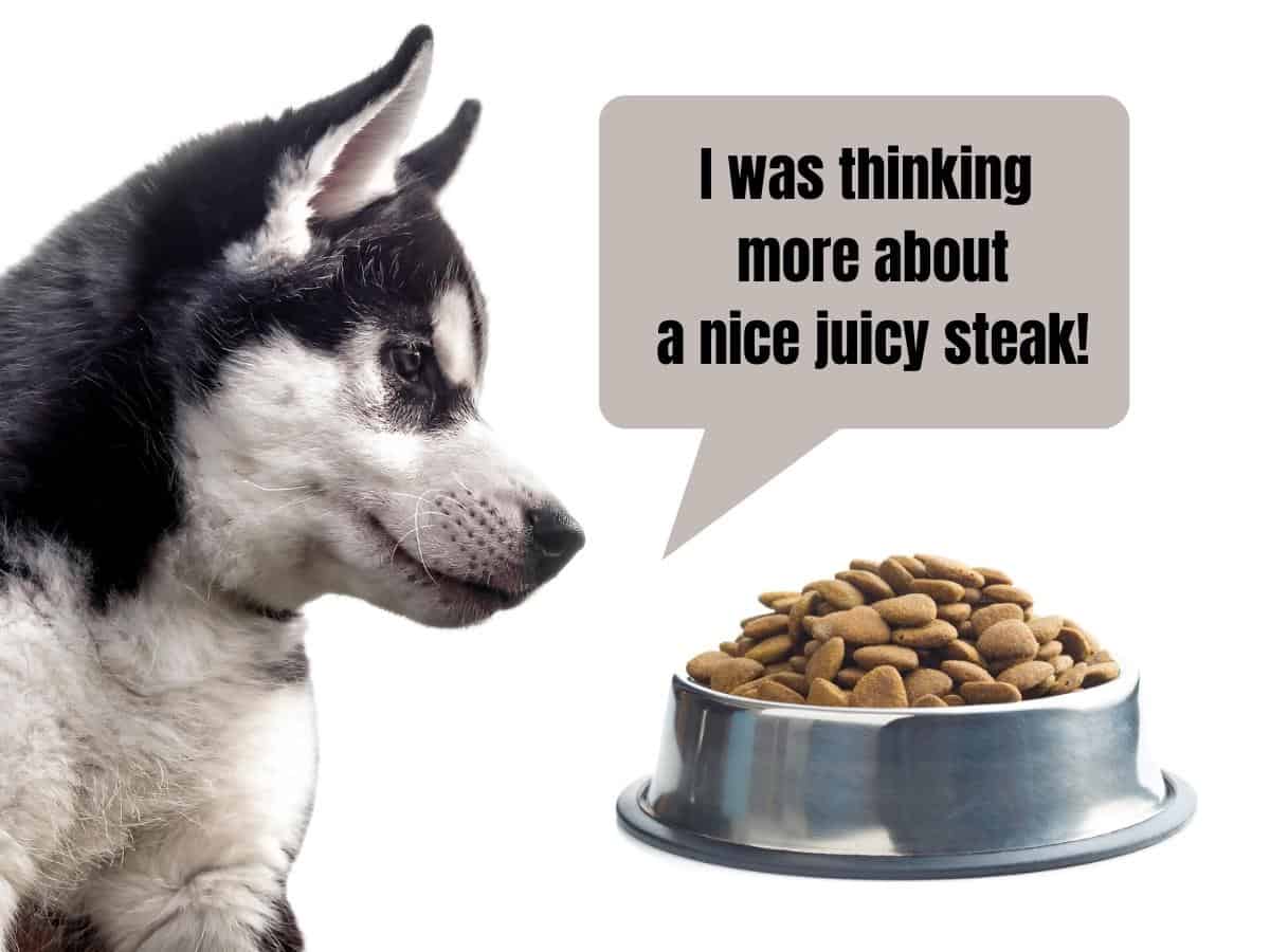 Why Won't My Husky Eat? A Husky disinterested in his bowl of kibble.