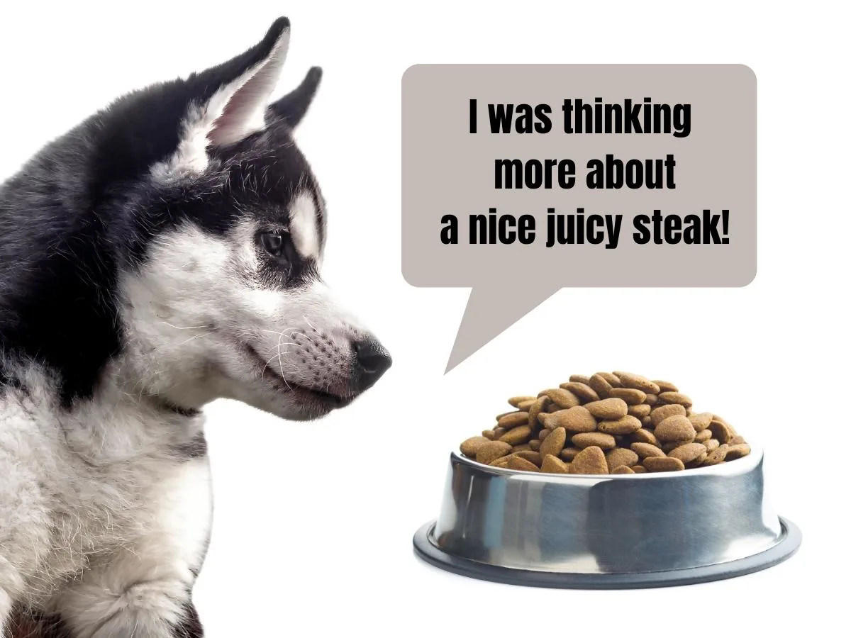 A Husky disinterested in his bowl of kibble.