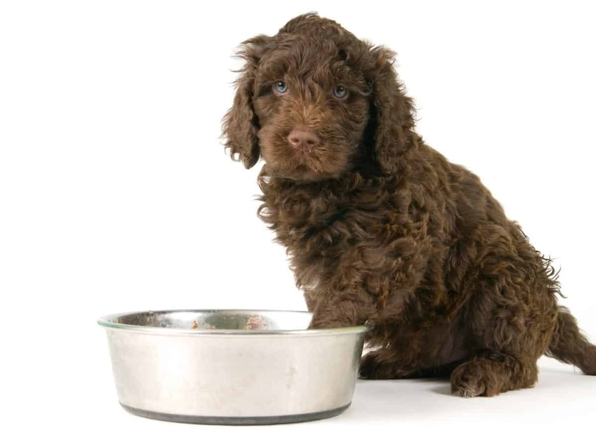 A Labradoodle not eating its food.