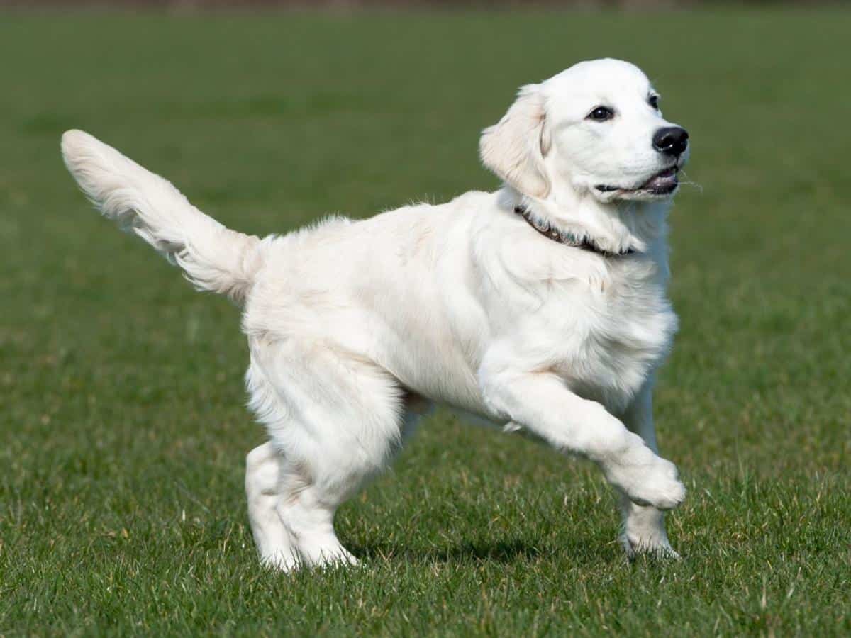 Young Golden Retriever Playing