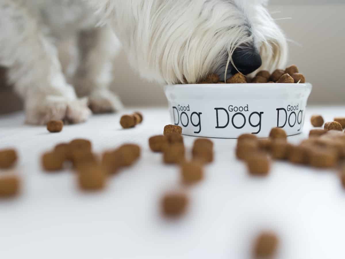 A Dog Eating Kibble. How To Get Your Dog Eating Dry Dog Food.