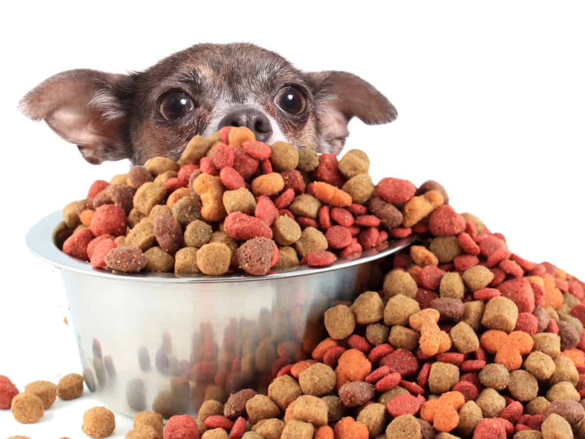 A Dog With a Bowl of Kibble