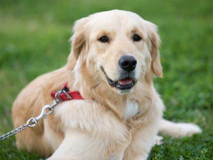 Can Purebred Golden Retrievers Have White on Them? A Golden Retriever with white markings on its chest.