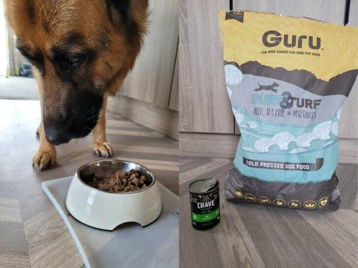 Can You Mix Dog Food Brands? A dog eating kibble with a different brand of wet food mixed in.