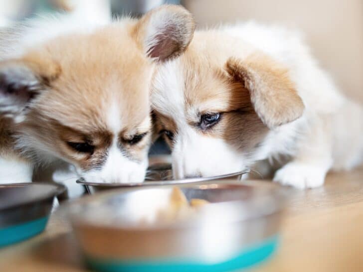 Can You Mix Kibble With Homemade Dog Food? Welsh Corgi Puppies Eating From a Bowl