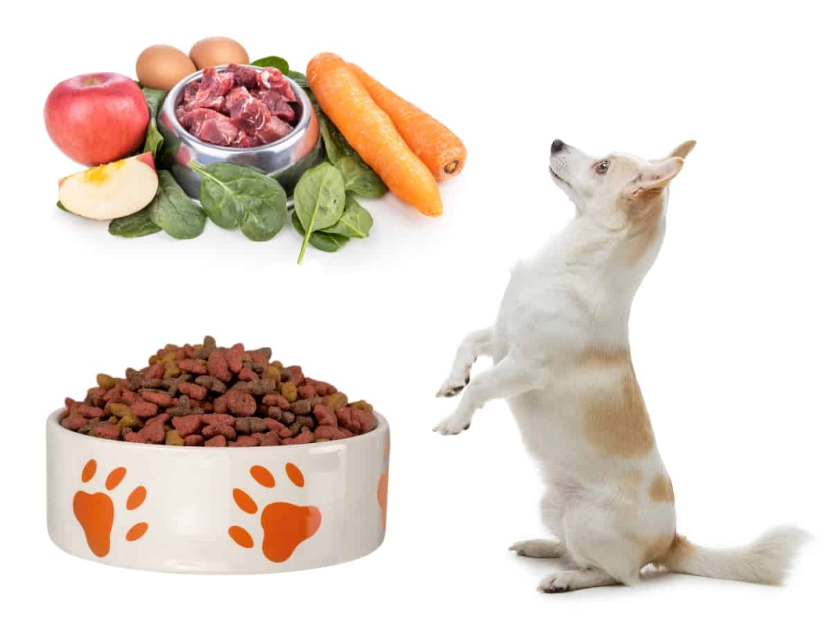 Can You Mix Kibble With Raw? A dog looking at a bowl of kibble and a bowl of raw meat.