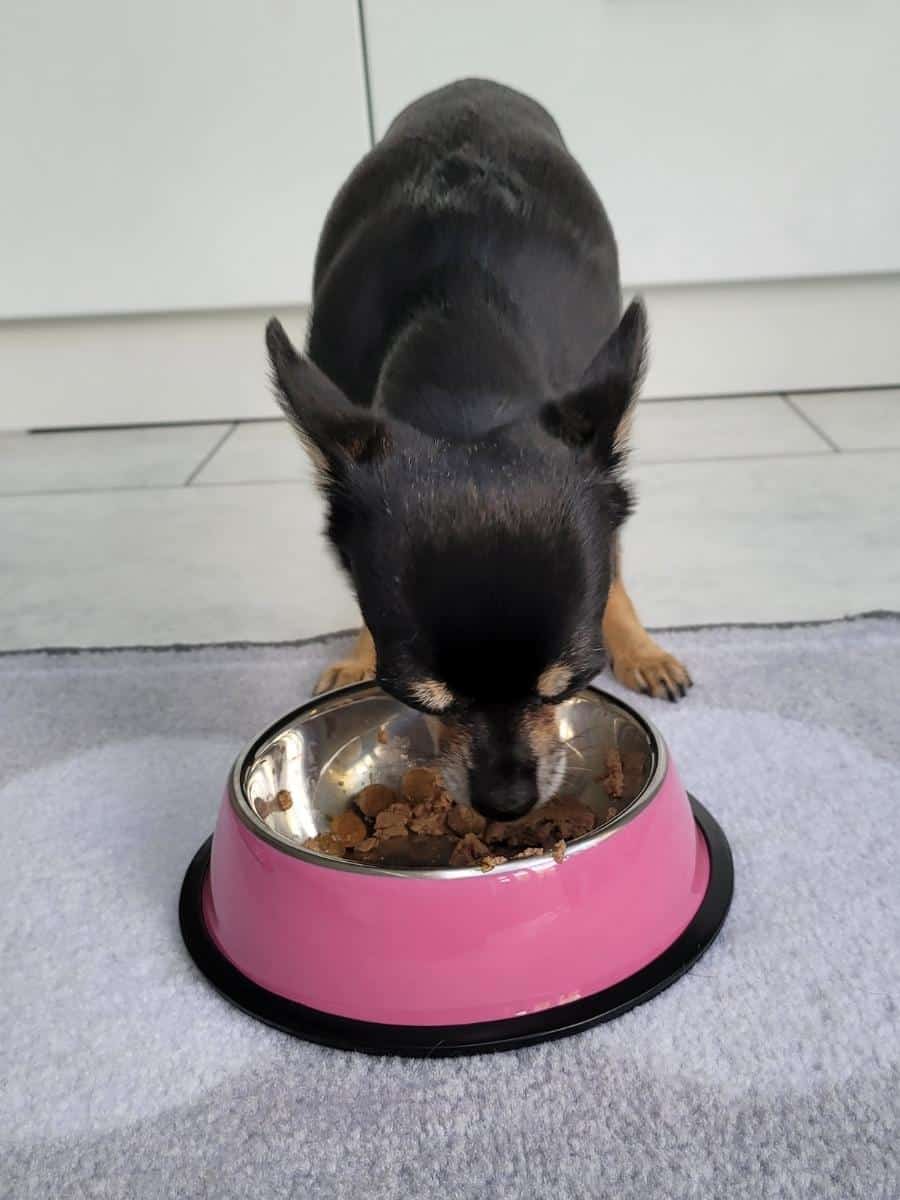 Chihuahua Eating a Mix of Dry and Wet Dog Food