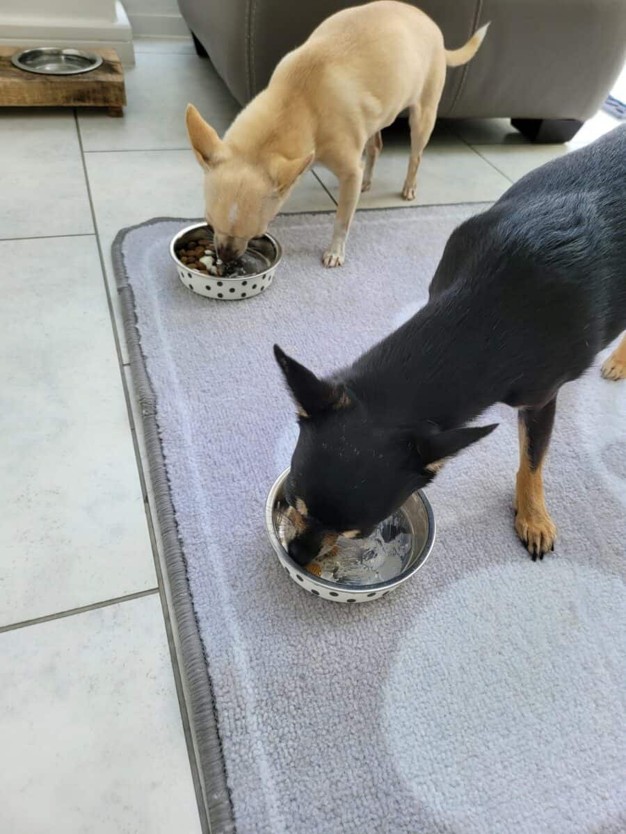 Chihuahuas Eating Dry Dog Food With Added Yogurt. Chihuahua puppy feeding schedule.