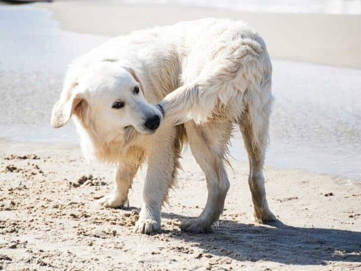 21 Golden Retriever Behaviors: And What They Mean!