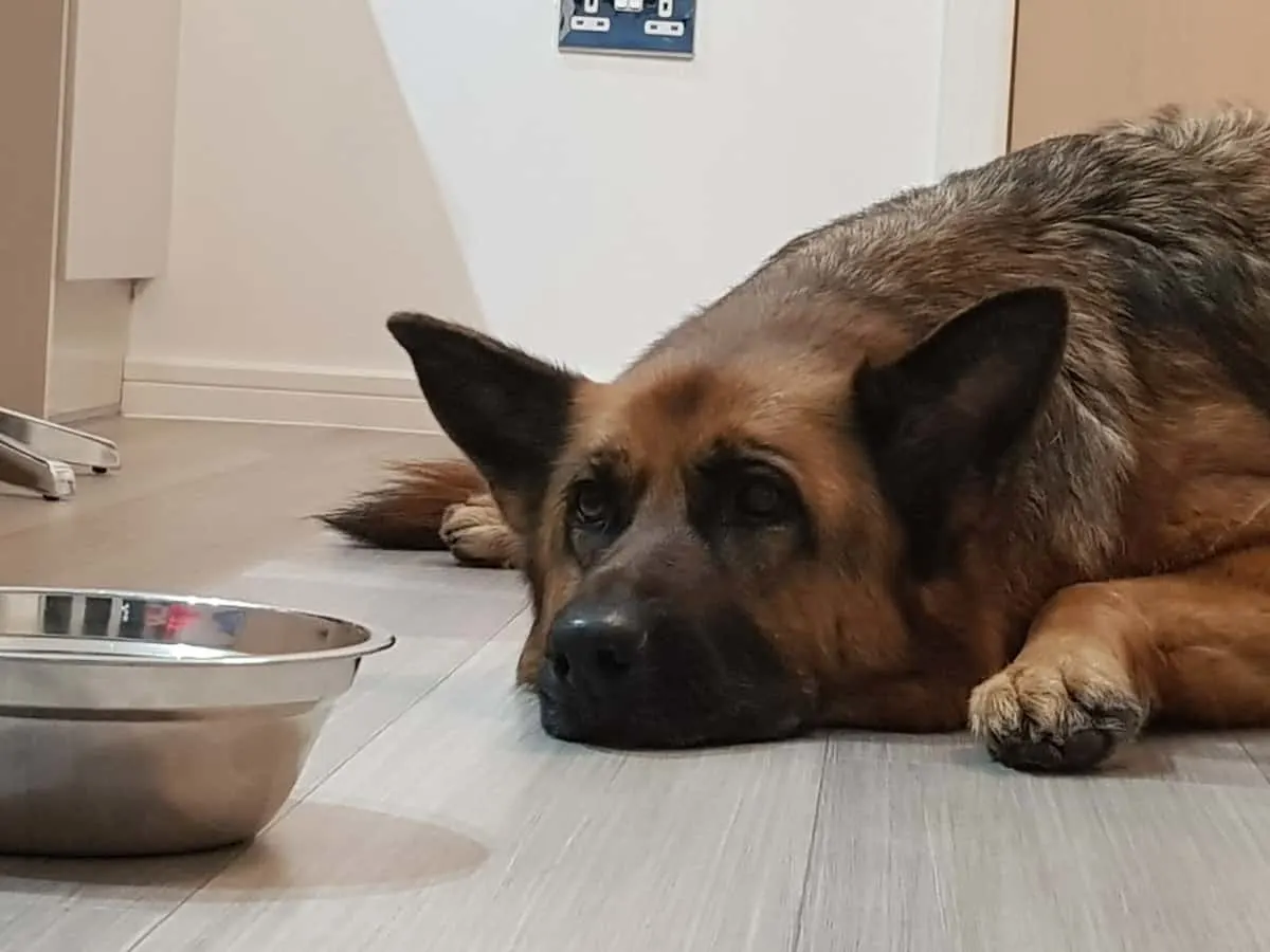 Dog Laying Down Looking at Food Bowl and Not Hungry