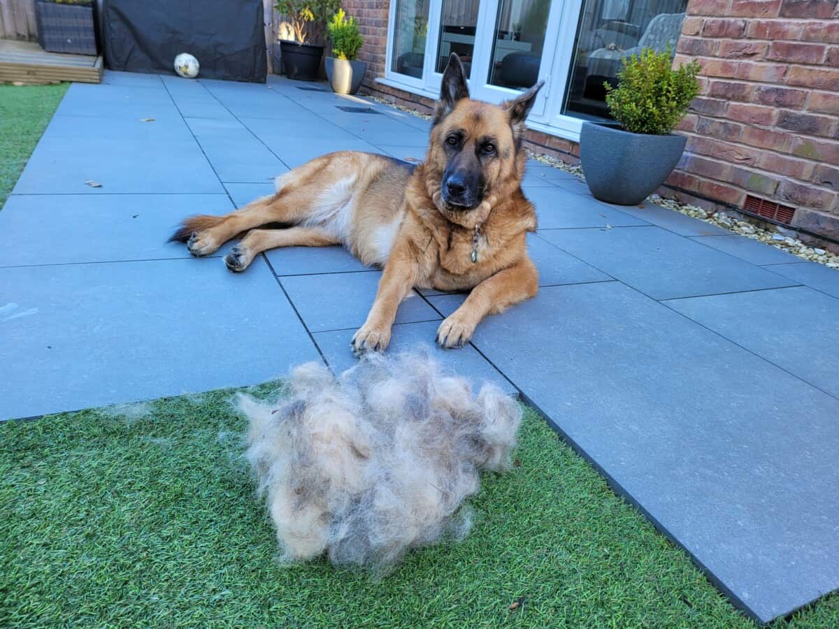 German Shepherd Shedding piles of fur 