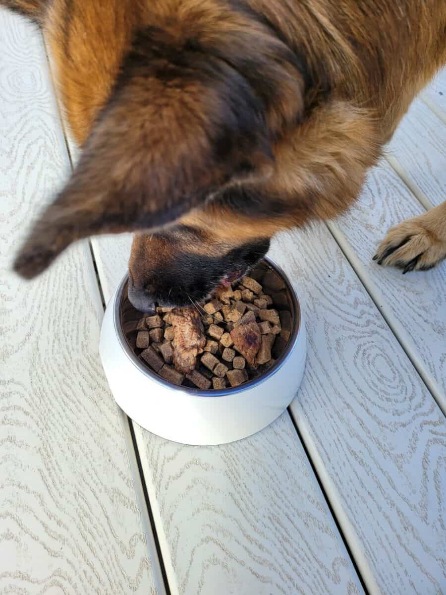 Dog Eating Dry Dog Food With Added Steak and added yogurt.