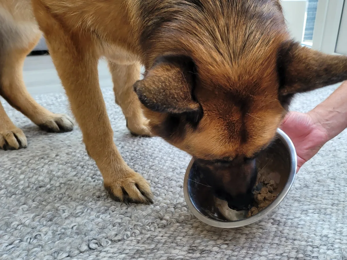 German Shepherd Eating Kibble From Bowl