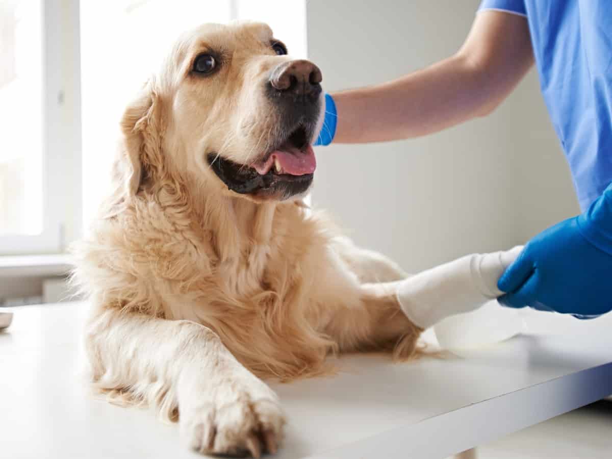 Golden Retriever With Injured Paw