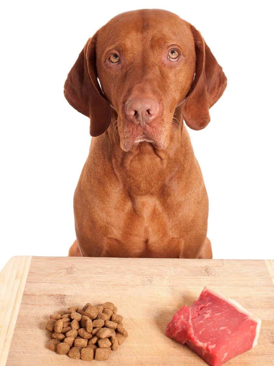 A dog looking at some kibble and some raw meat on a table
