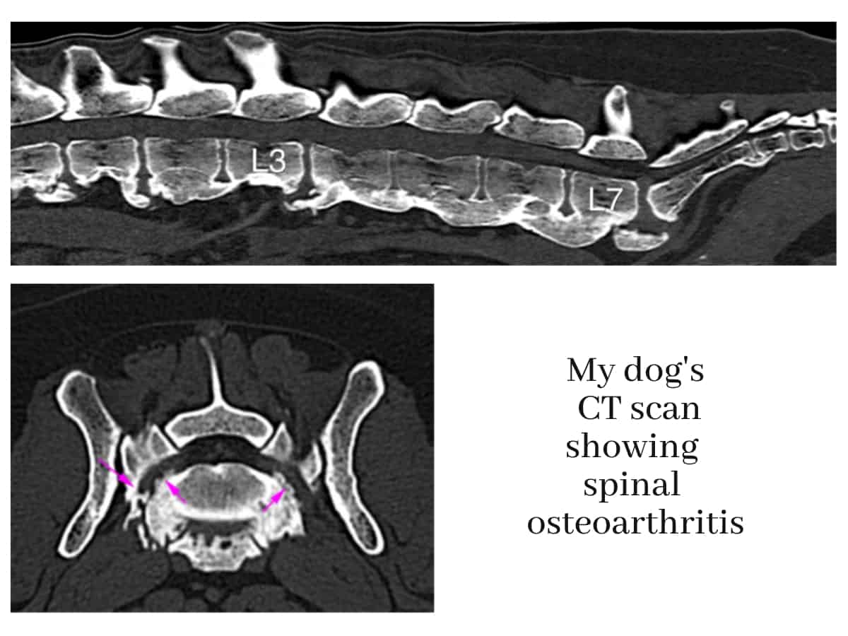 CT scan of dog showing spinal osteoarthritis. (Cause of limping)