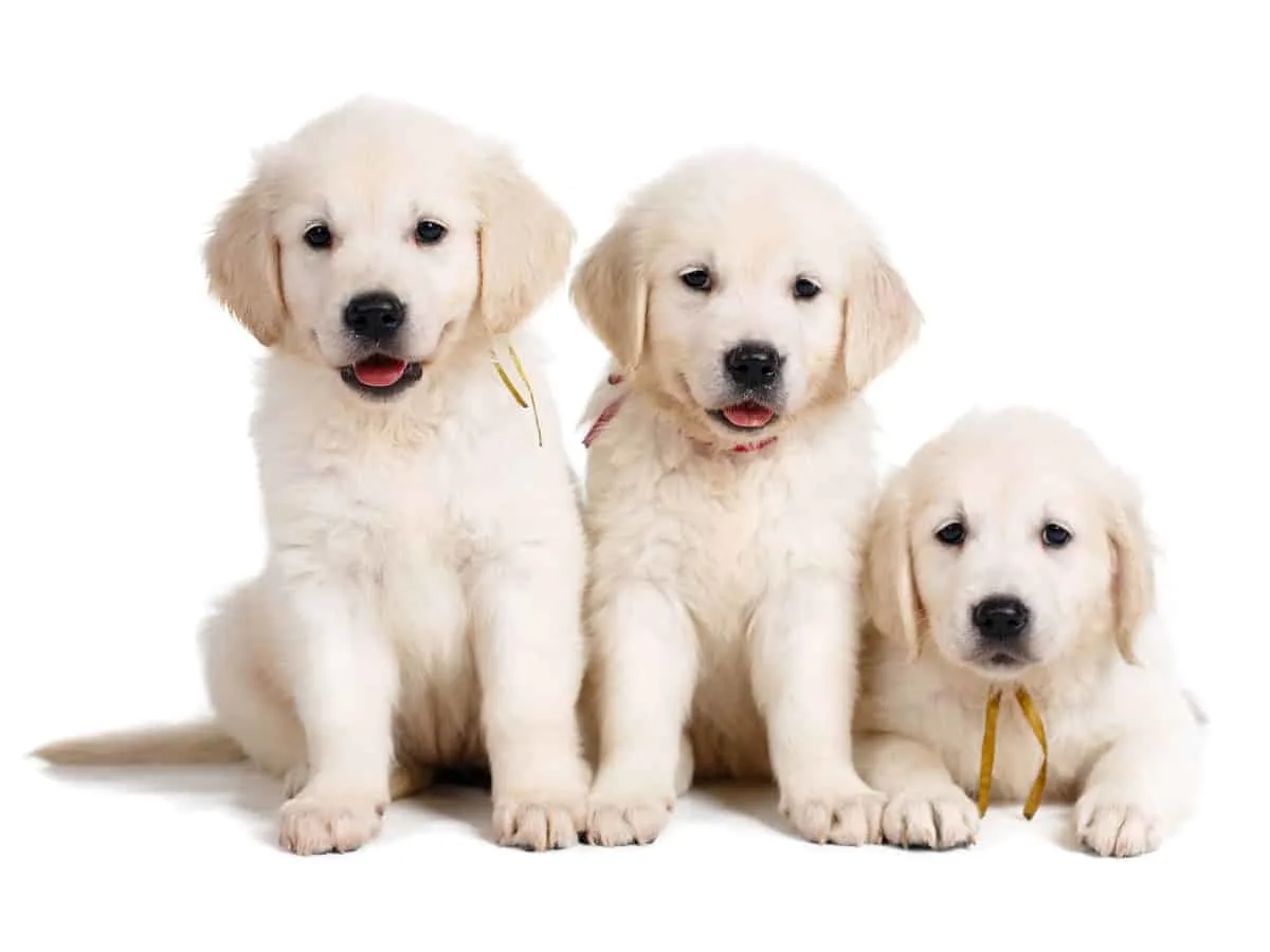 Three English Golden Retriever Pups