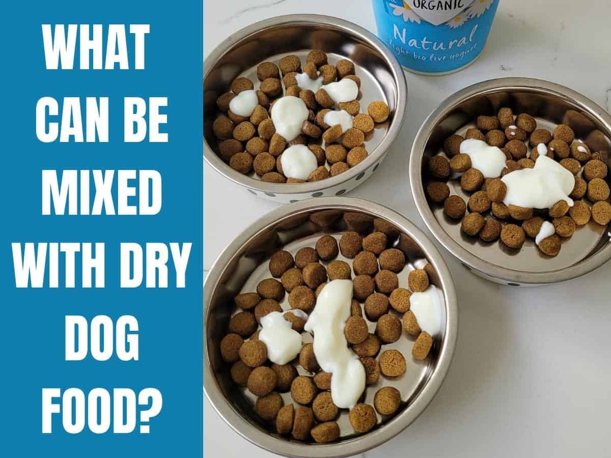 What Can Be Mixed With Dry Dog Food? Dry dog food with a spoonful of organic yogurt.