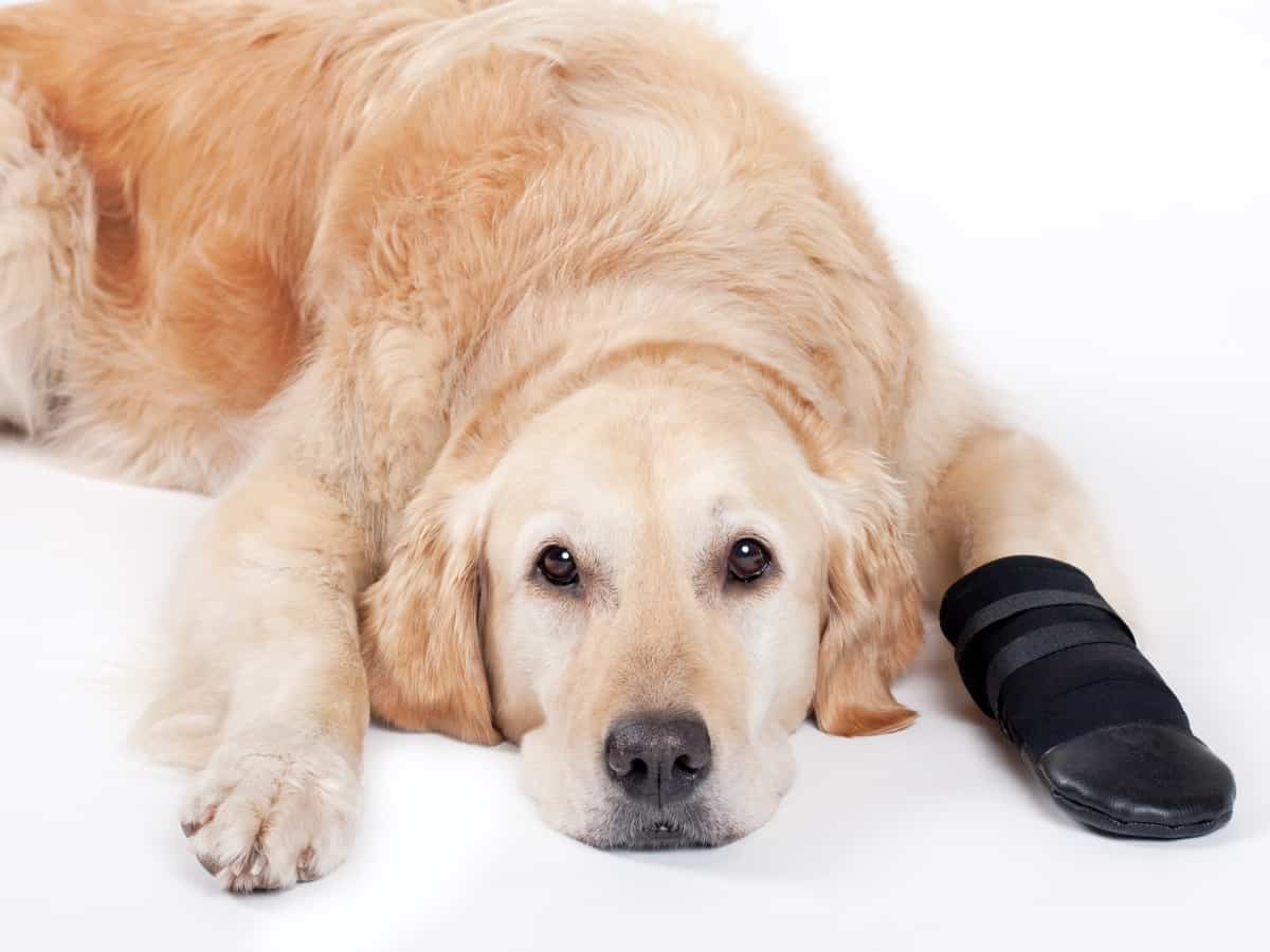 A Golden Retriever with a bandaged paw.
