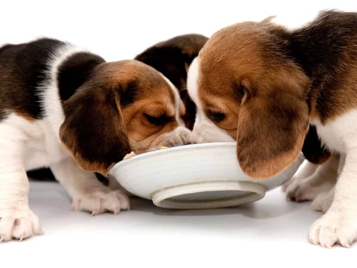Beagle Pups Eating from a bowl