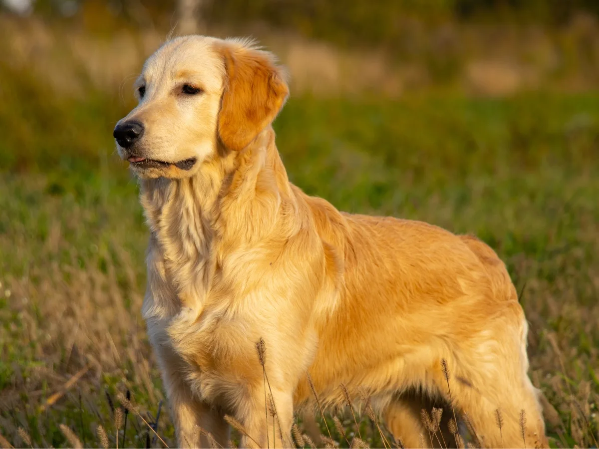 Golden Retriever Types: 3 Breed Variations (With Pictures!) – World of Dogz