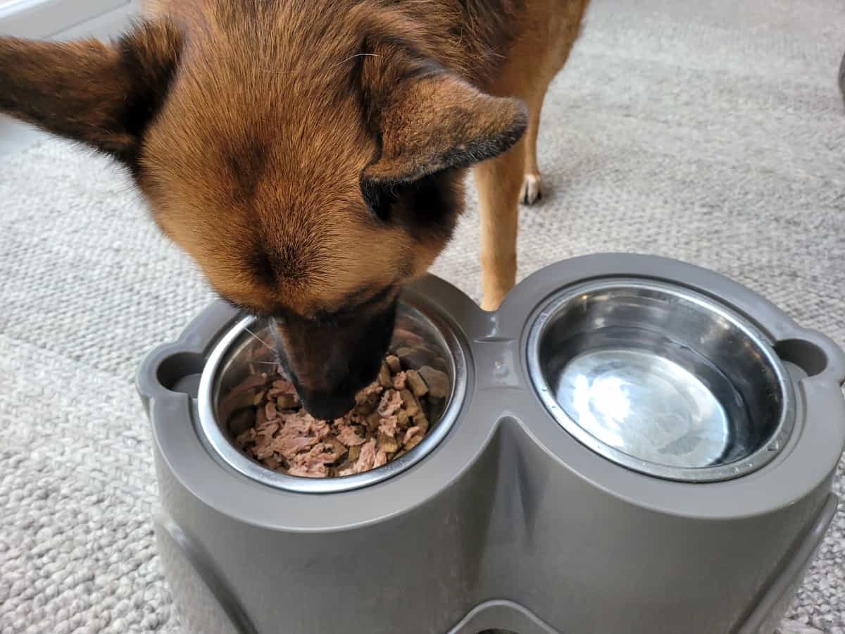 Dog Eating Kibble With Tuna Topping