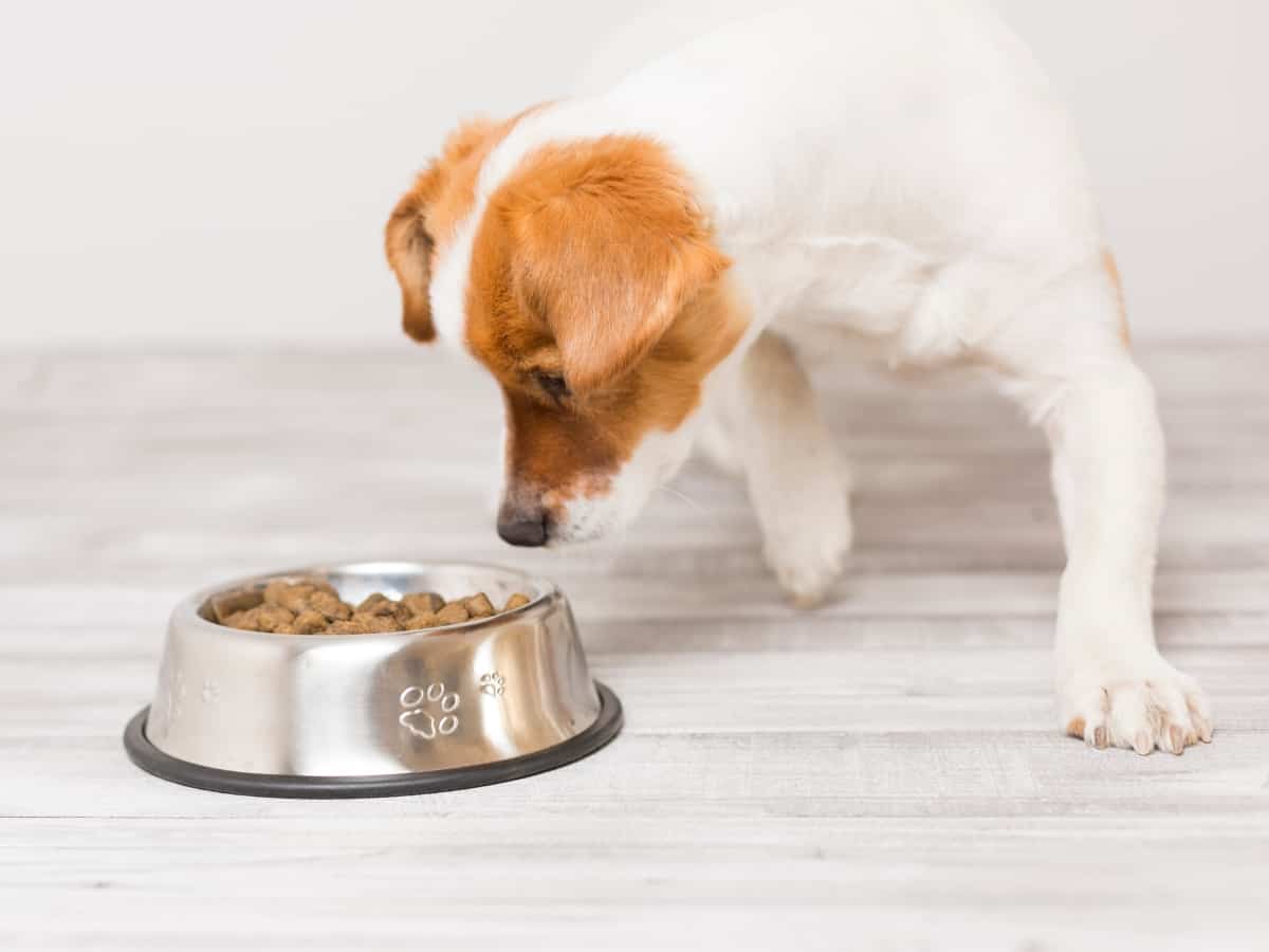 Dog Looking at His Bowl of Food