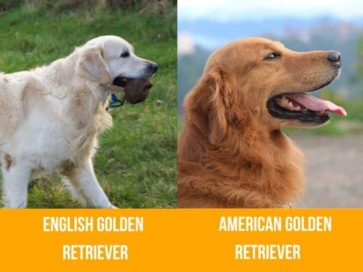 English vs American Golden Retriever. An English Golden Retriever next to an American Golden Retriever