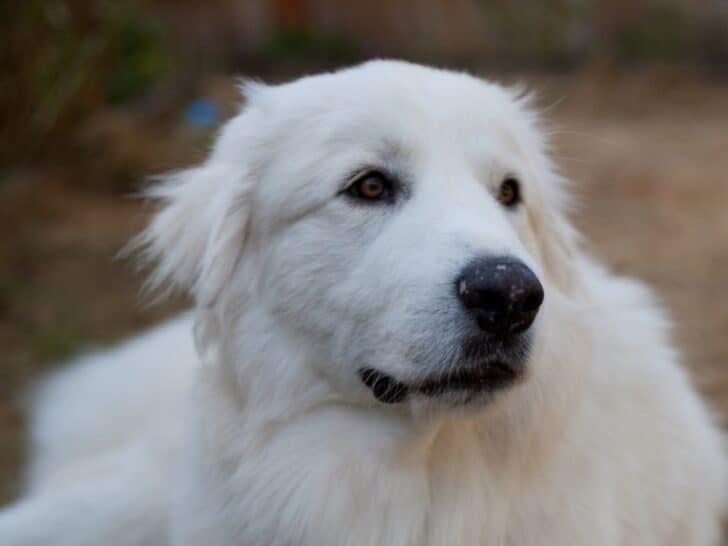 Great Pyrenees First Heat and Cycle