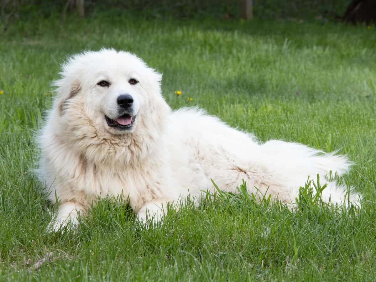 Great Pyrenees lying in the grass.