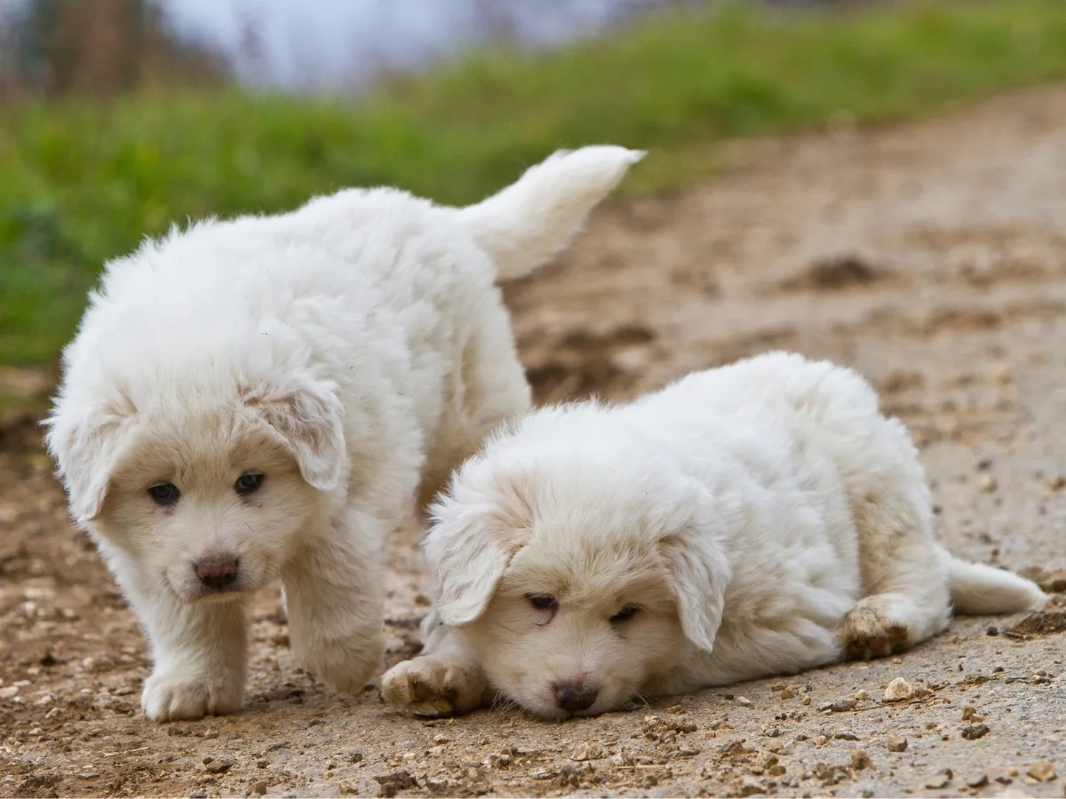 Great Pyrenees Puppies. Pros of the Great Pyrenees.