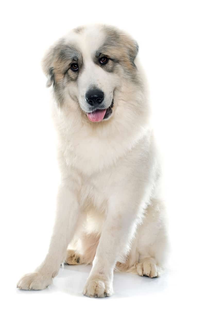 Great Pyrenees Puppy In Heat