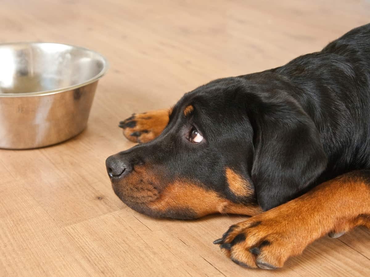 How Long Should I Leave Dog Food Out? A Rottweiler looking at his bowl not eating his food.