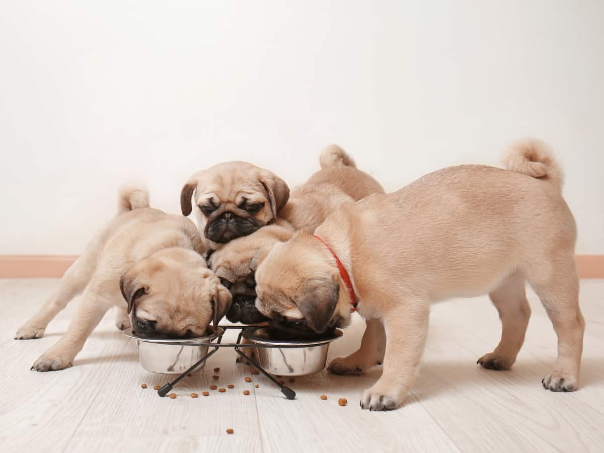 Pros and Cons of Free Feeding Dogs. Pug Puppies Eating Kibble.