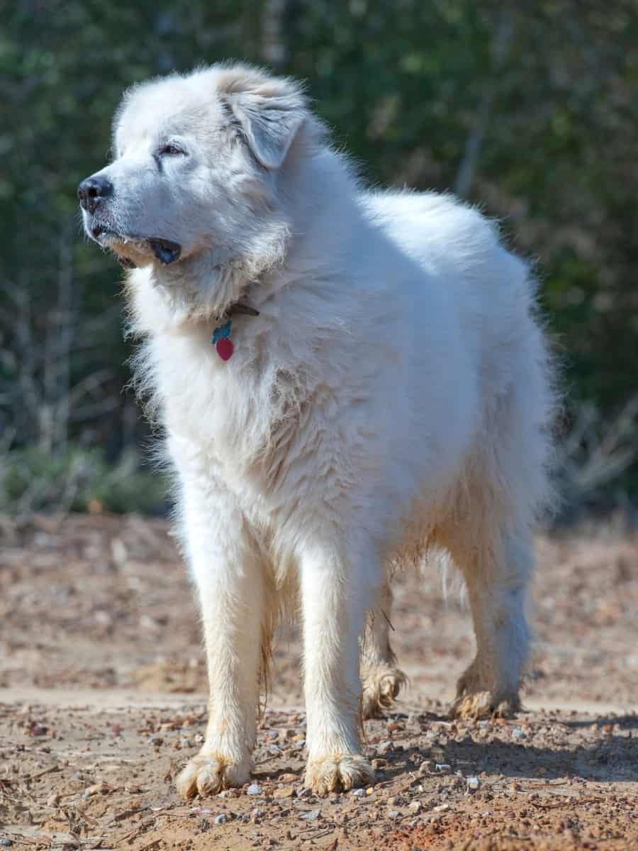 Pyrenean Mountain Dog. Cons of the Great Pyrenees